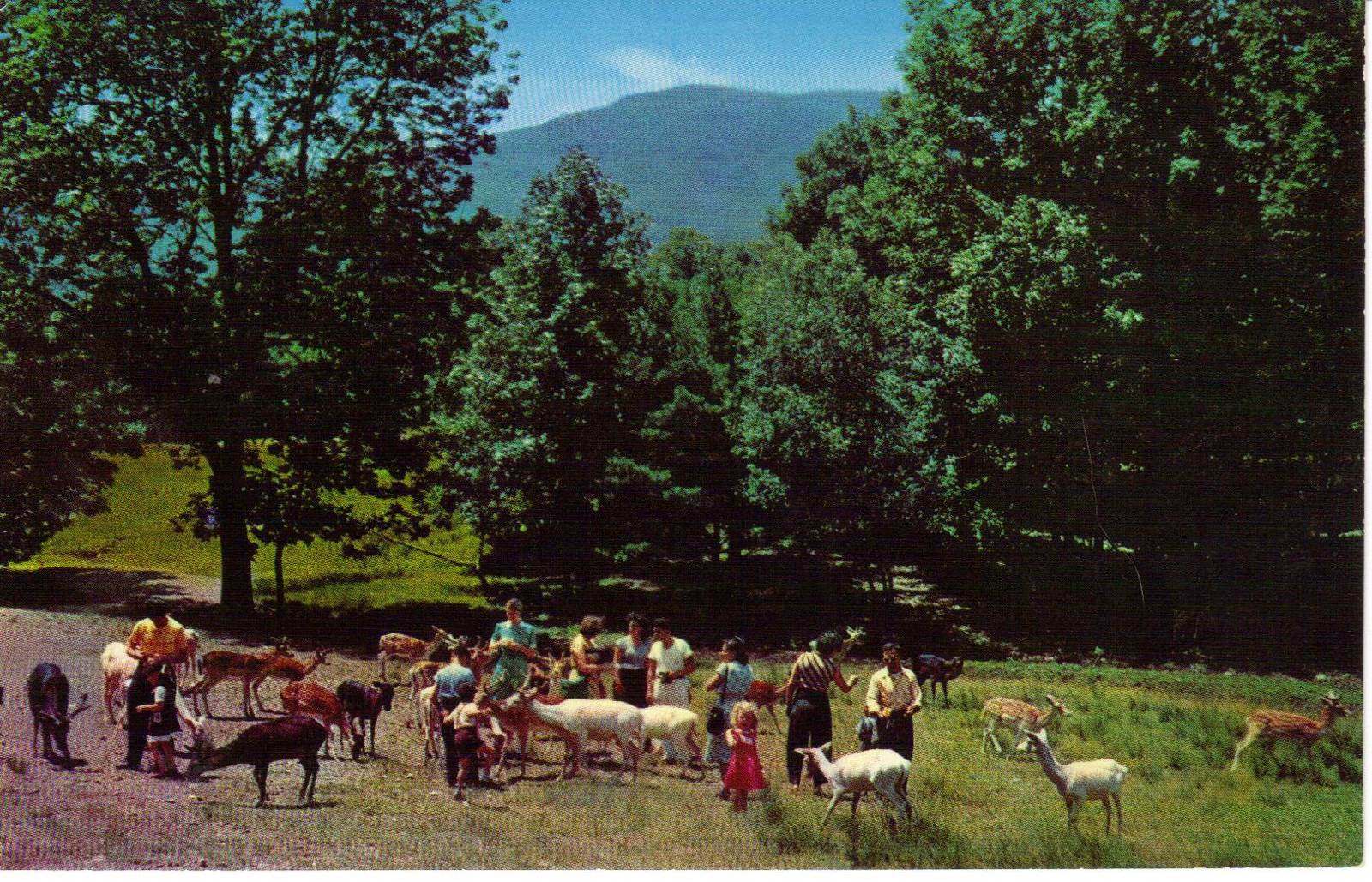 Catskill Game Farm Postcard
