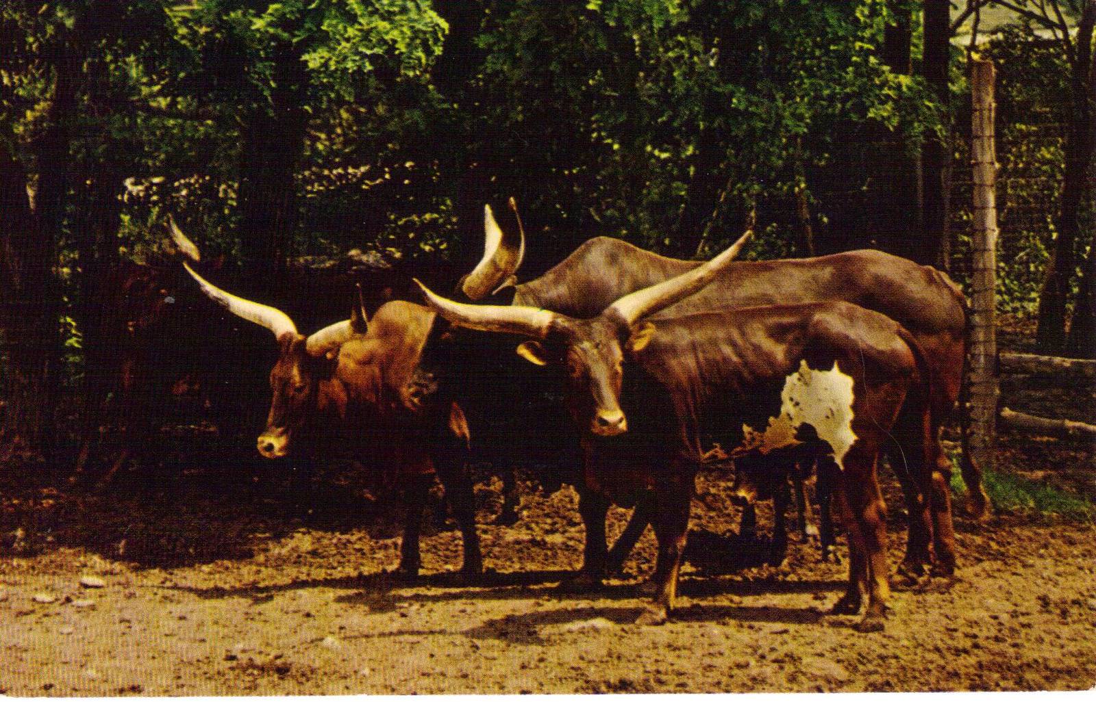 Catskill Game Farm Postcard