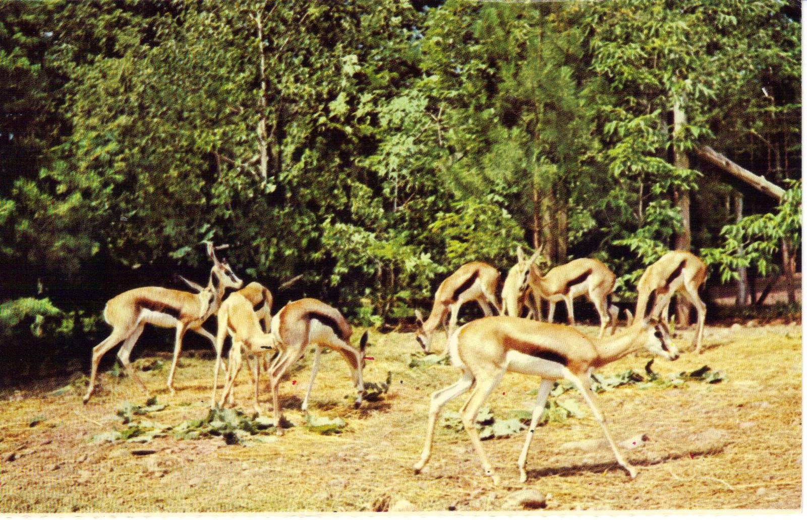 Catskill Game Farm Postcard