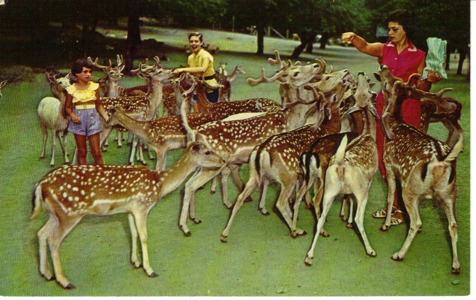 Catskill Game Farm Postcard