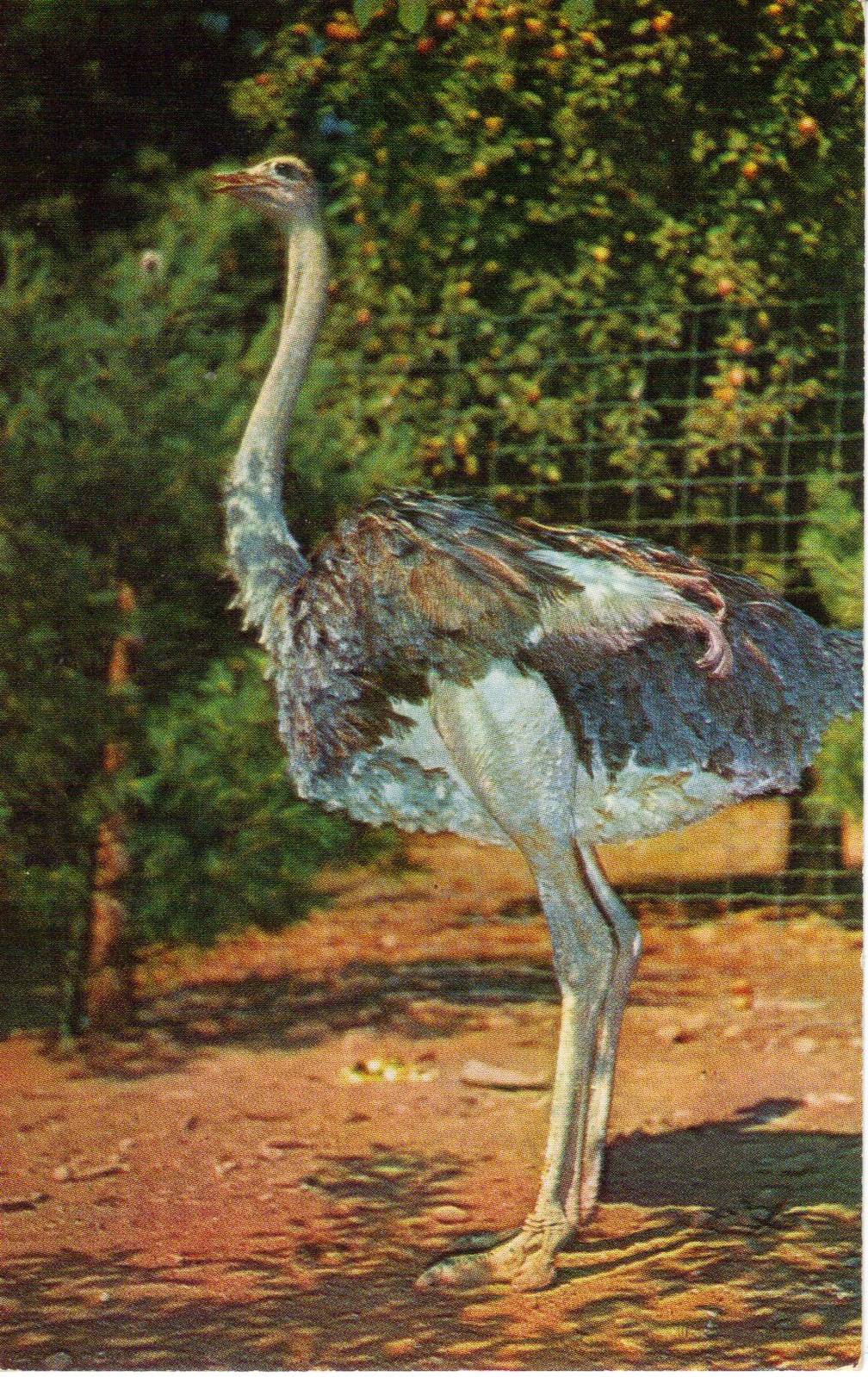 Catskill Game Farm Postcard