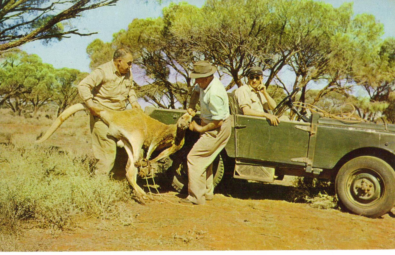 Catskill Game Farm Postcard