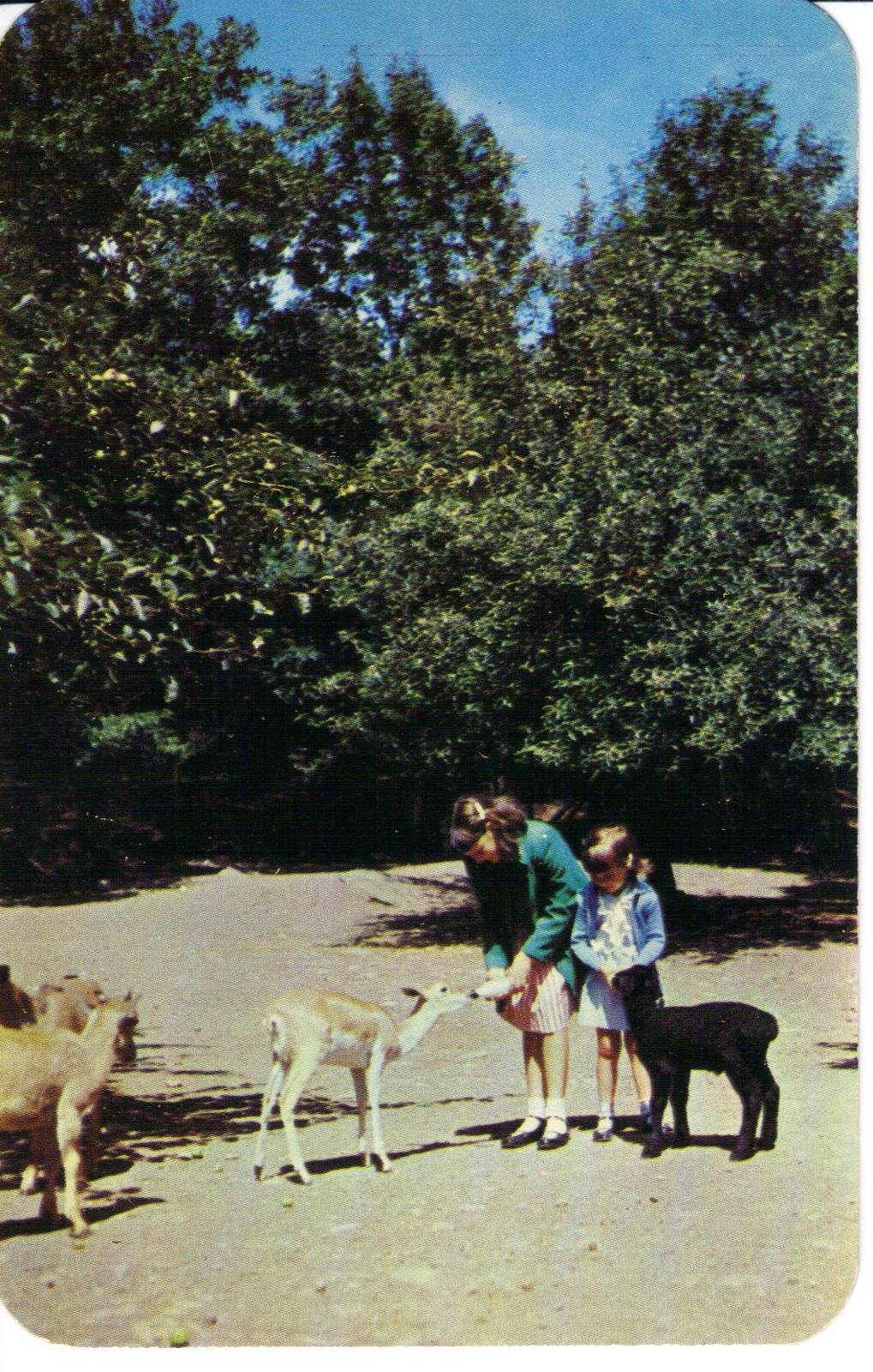 Catskill Game Farm Postcard