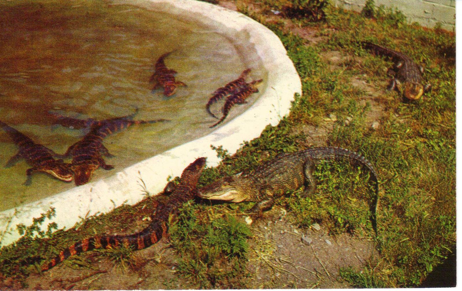 Catskill Game Farm Postcard