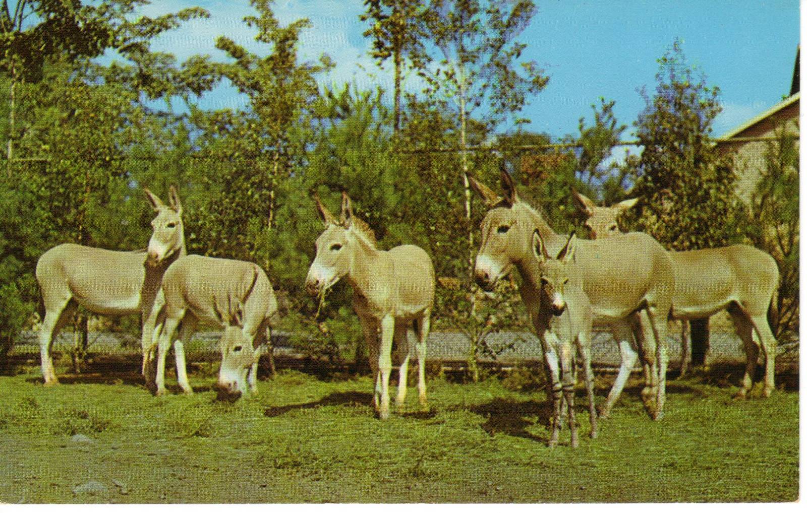 Catskill Game Farm Postcard