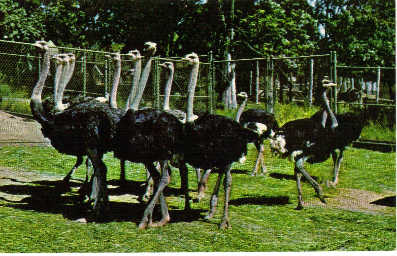 Catskill Game Farm Postcard