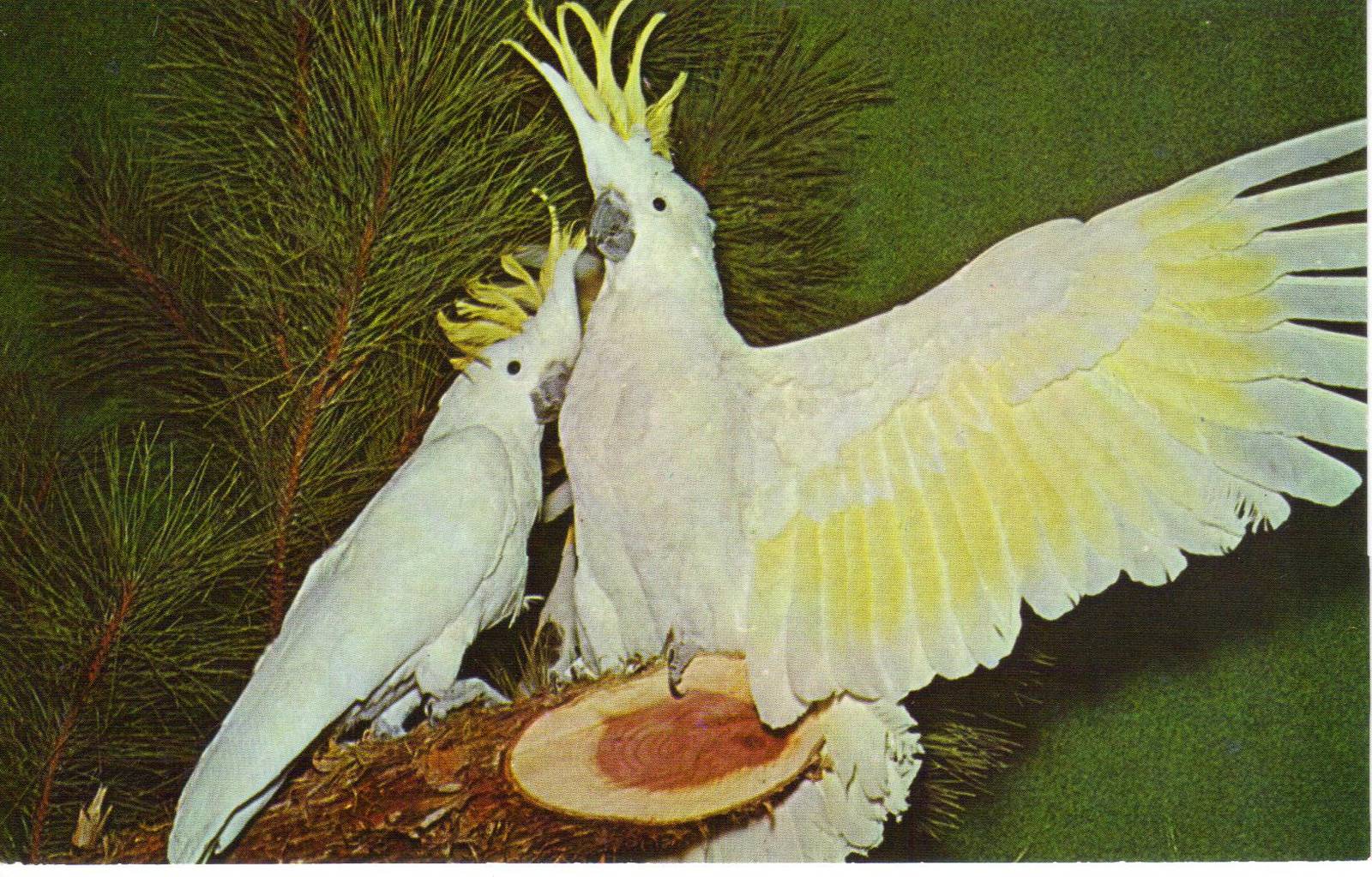 Catskill Game Farm Postcard