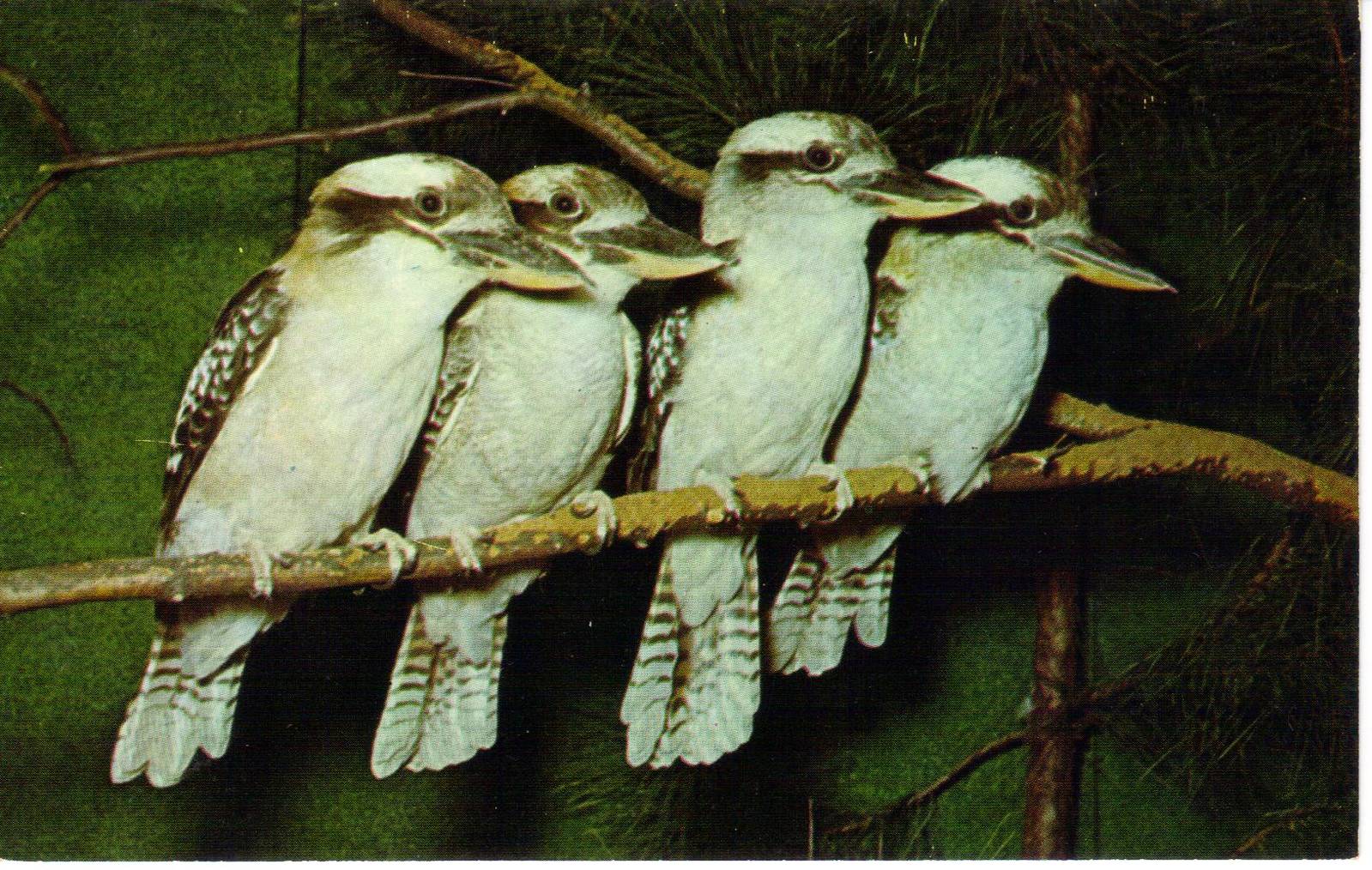 Catskill Game Farm Postcard