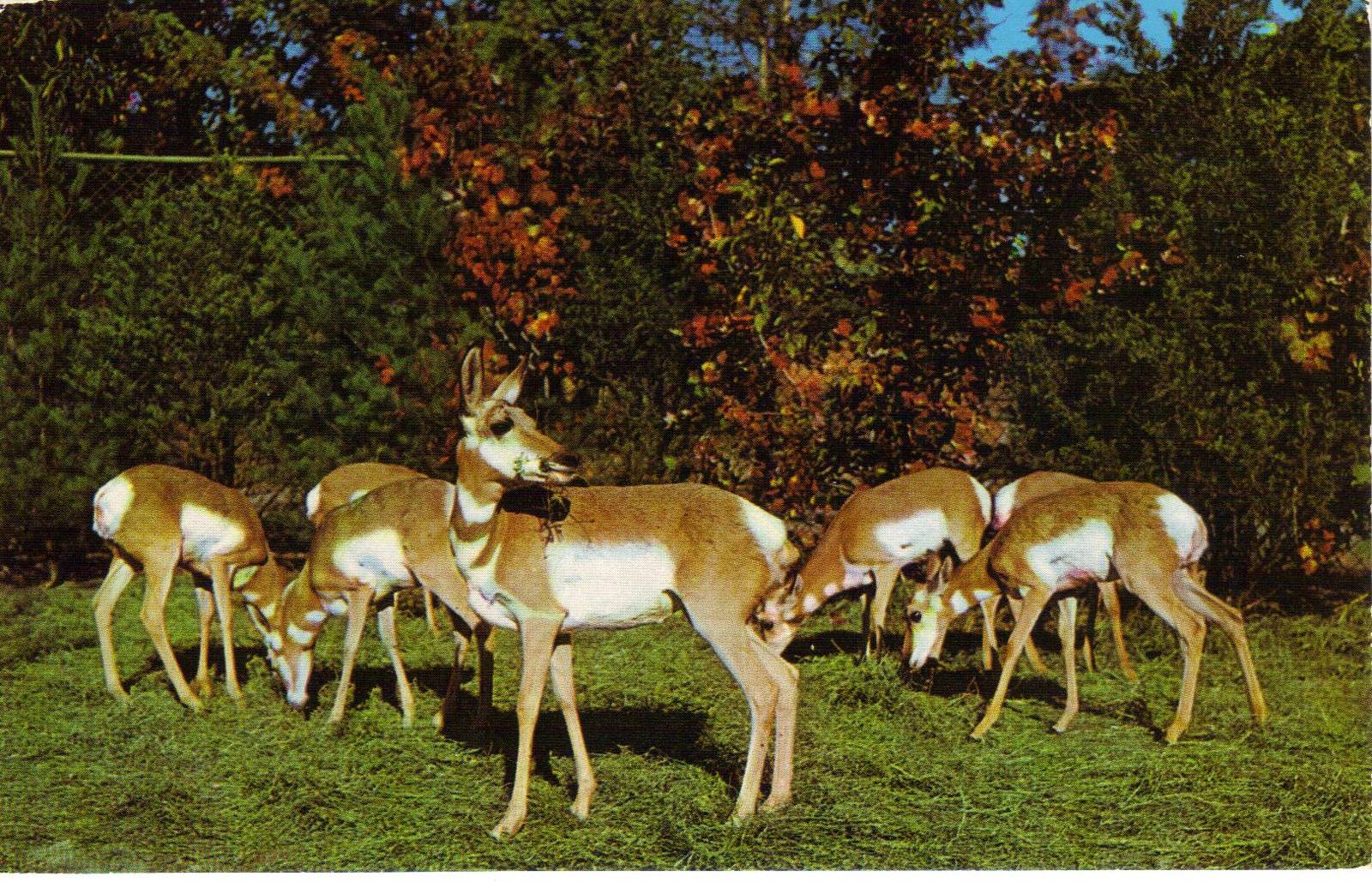 Catskill Game Farm Postcard