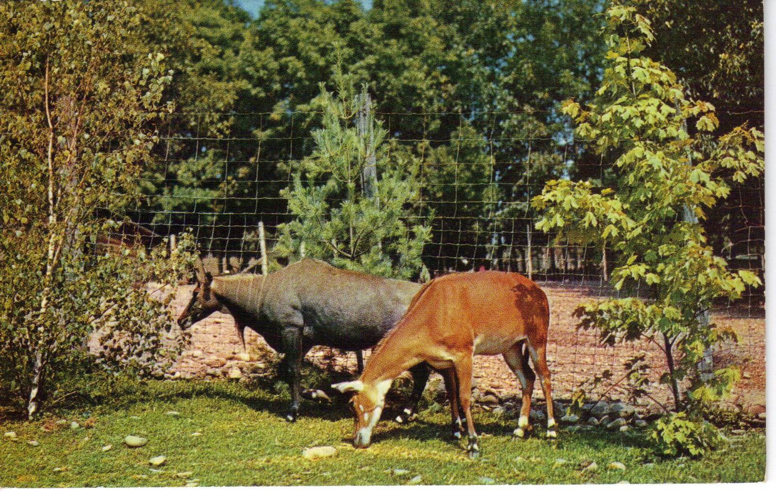 Catskill Game Farm Postcard