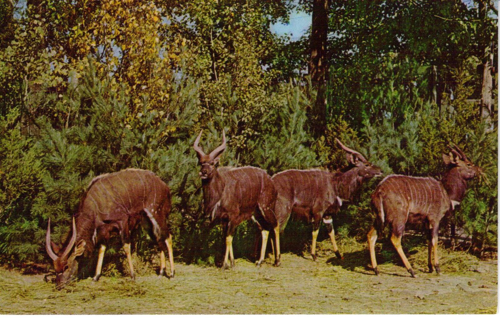 Catskill Game Farm Postcard