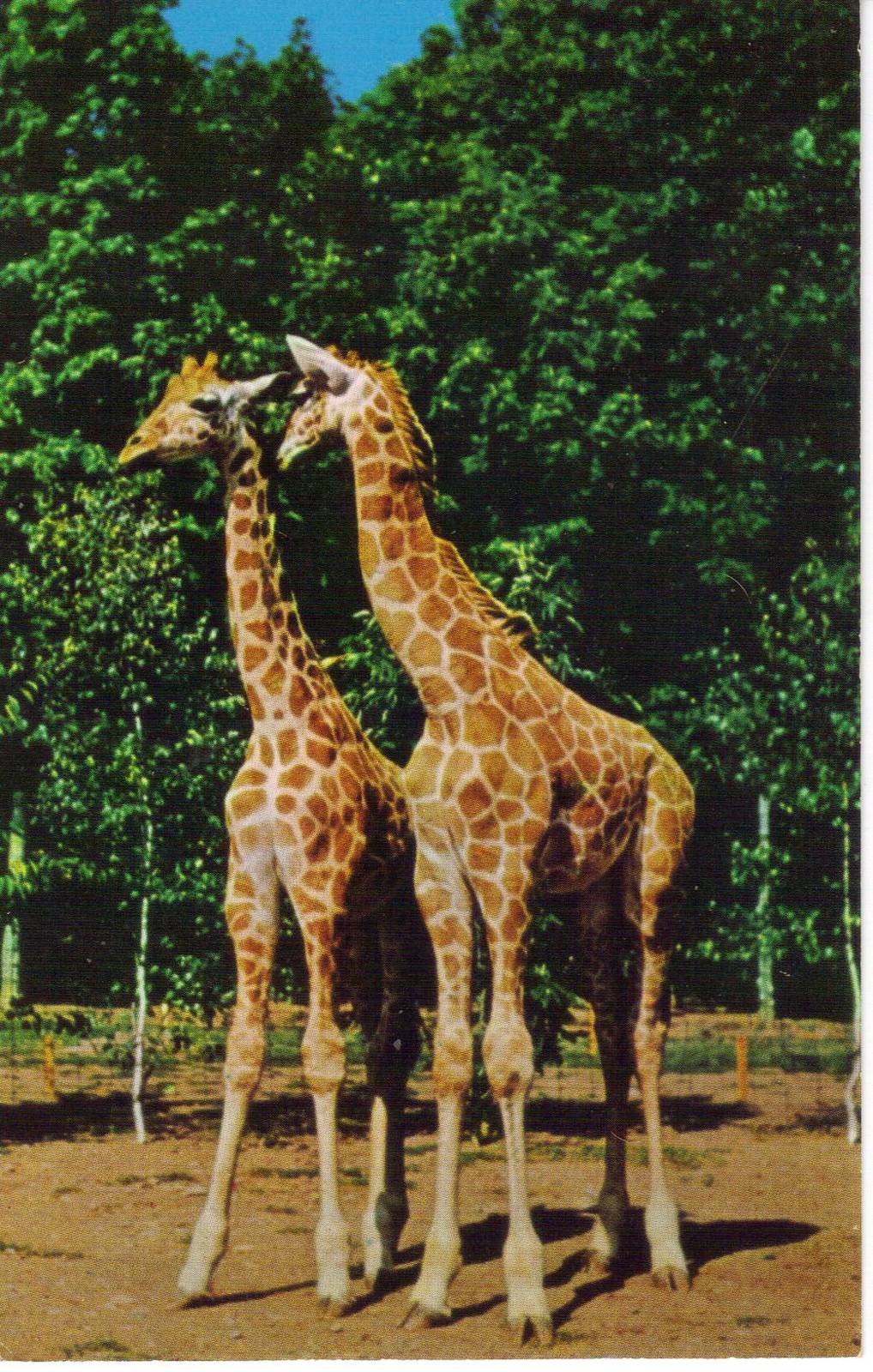 Catskill Game Farm Postcard