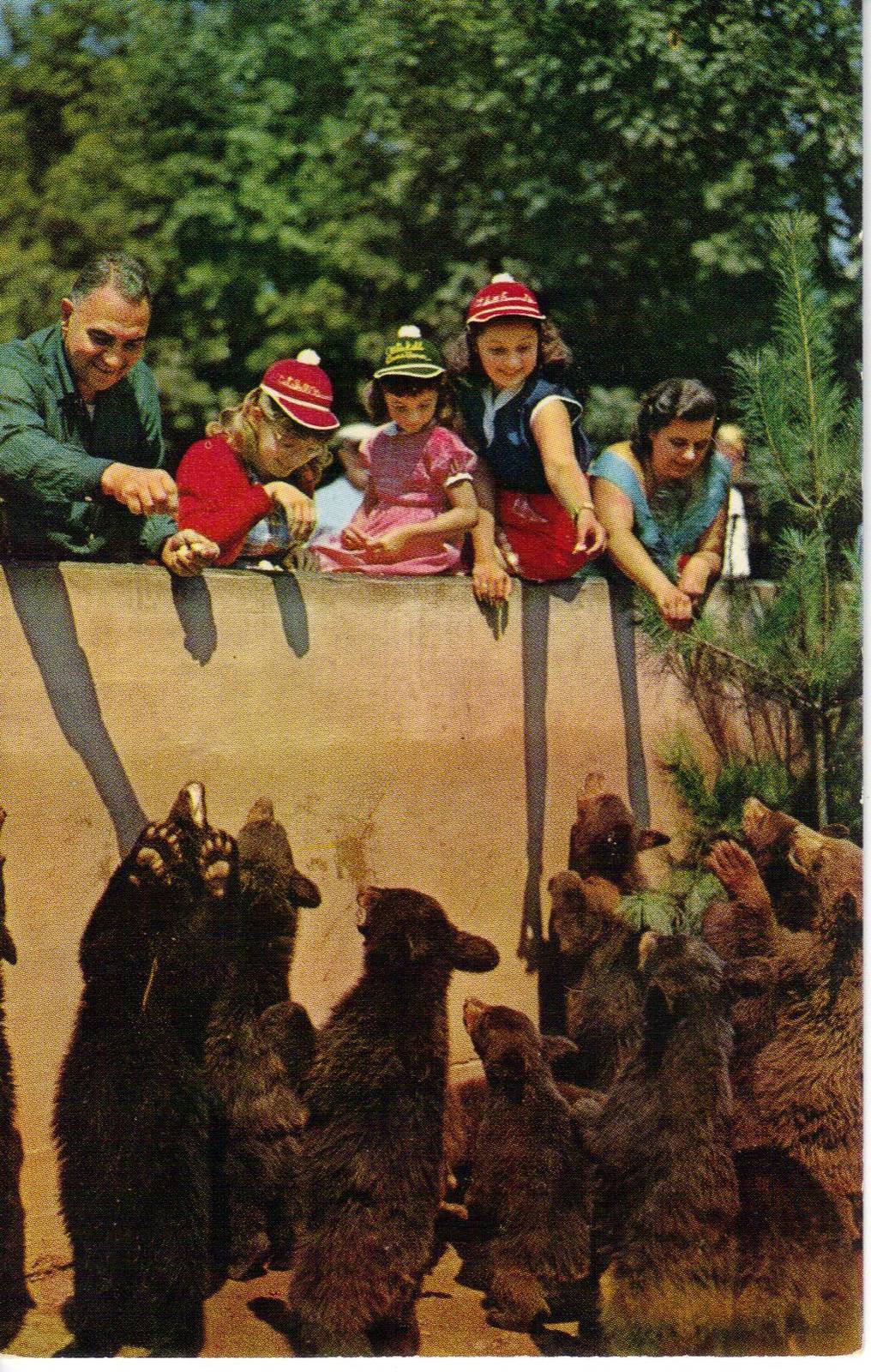 Catskill Game Farm Postcard