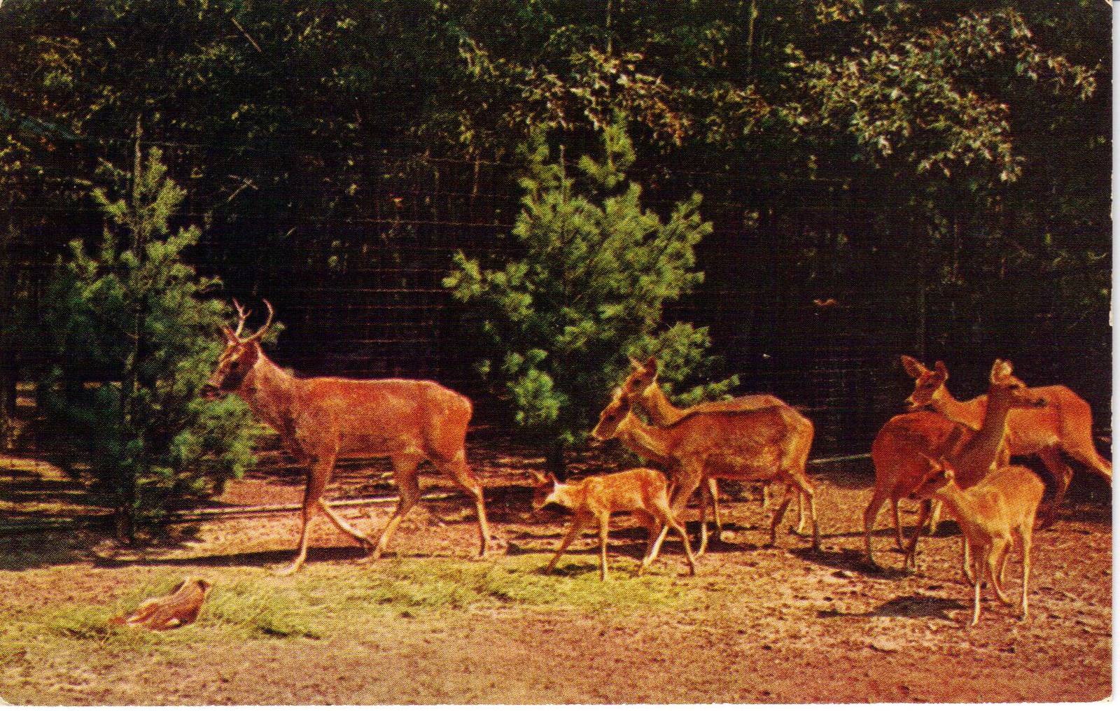 Catskill Game Farm Postcard
