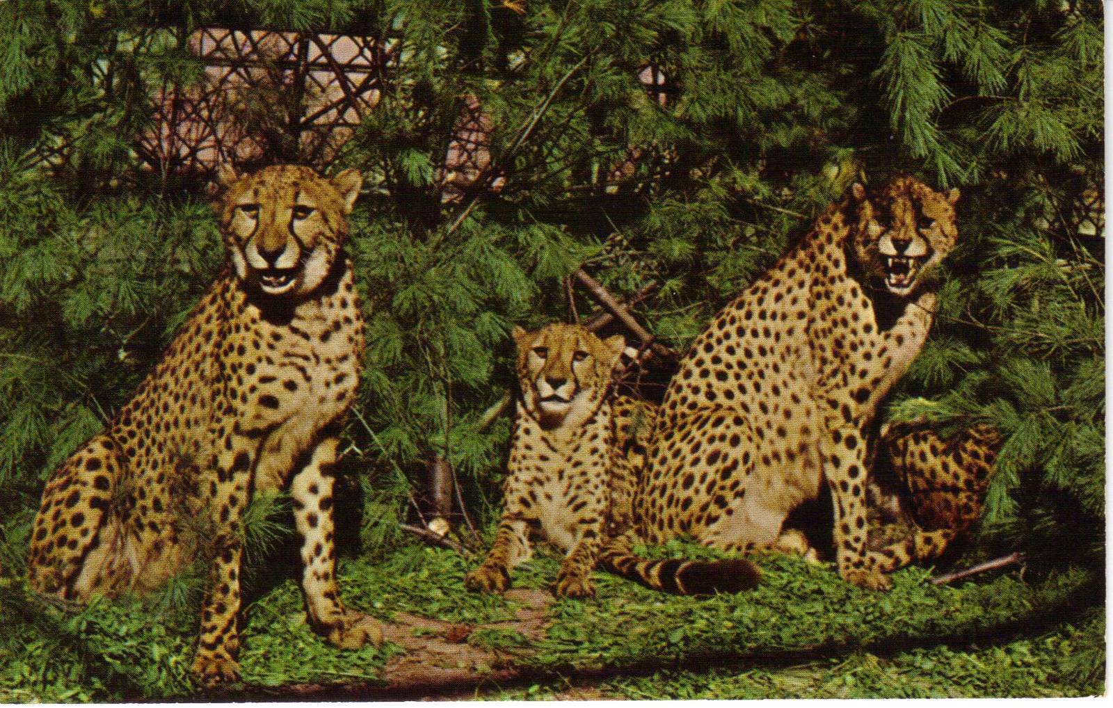 Catskill Game Farm Postcard