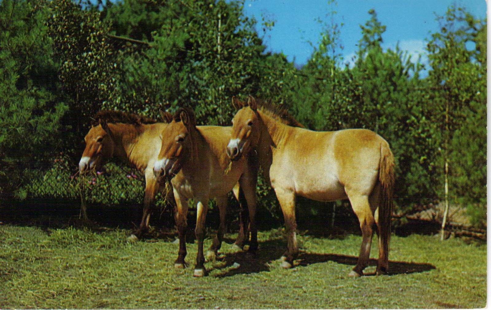 Catskill Game Farm Postcard
