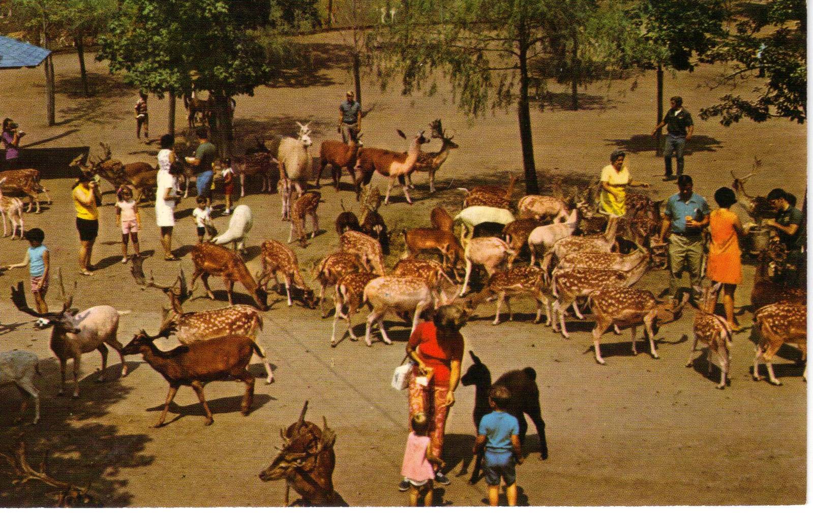 Catskill Game Farm Postcard