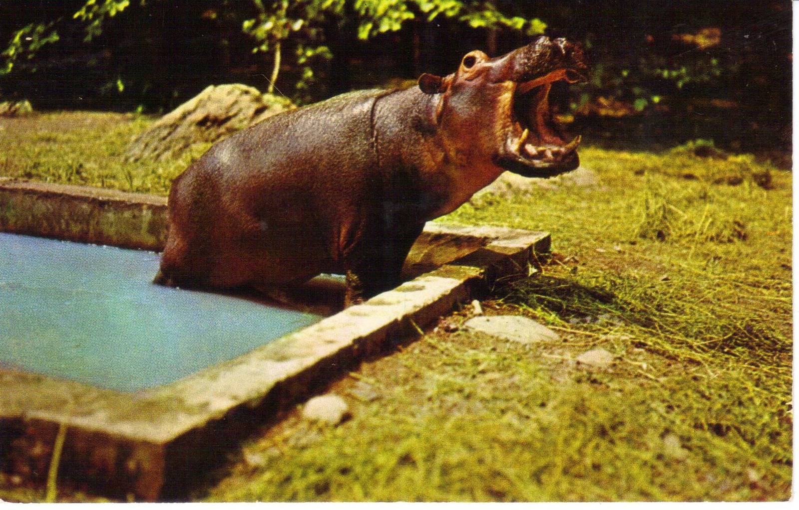 Catskill Game Farm Postcard