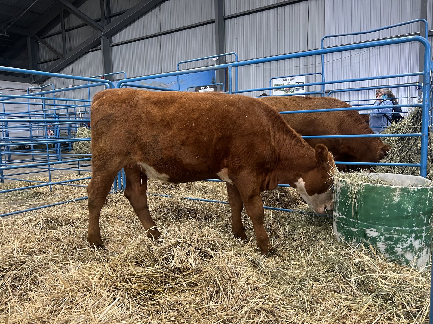 Cattle - Alaska State Fair