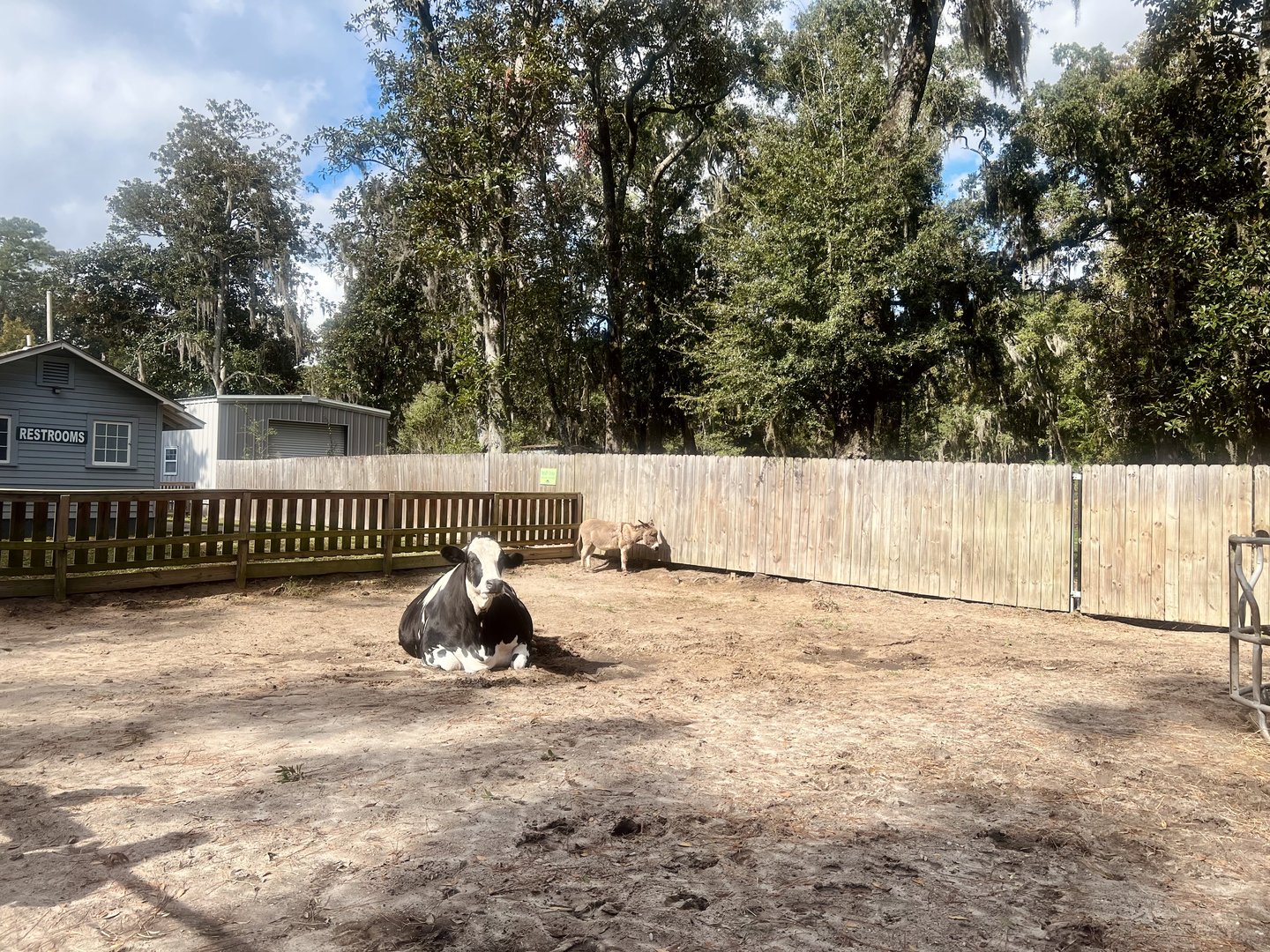 Cattle and Ass Exhibit
