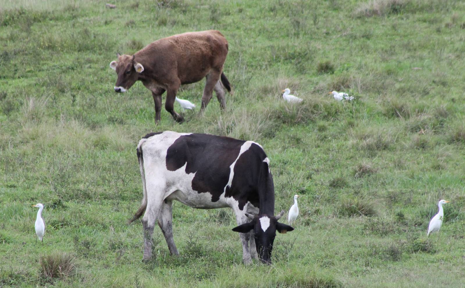 Cattle and Cattle egrets