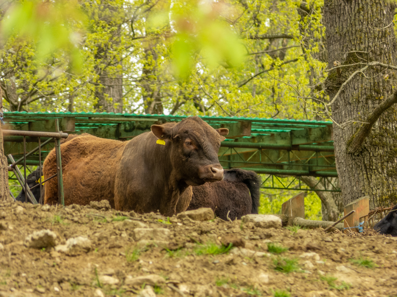 Cattle (Bos taurus)
