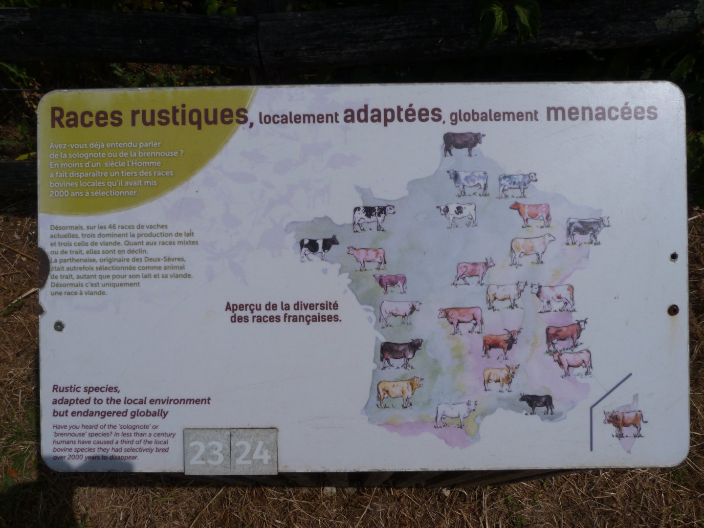 Cattle breeds of France sign -Zoodyssée (2025)