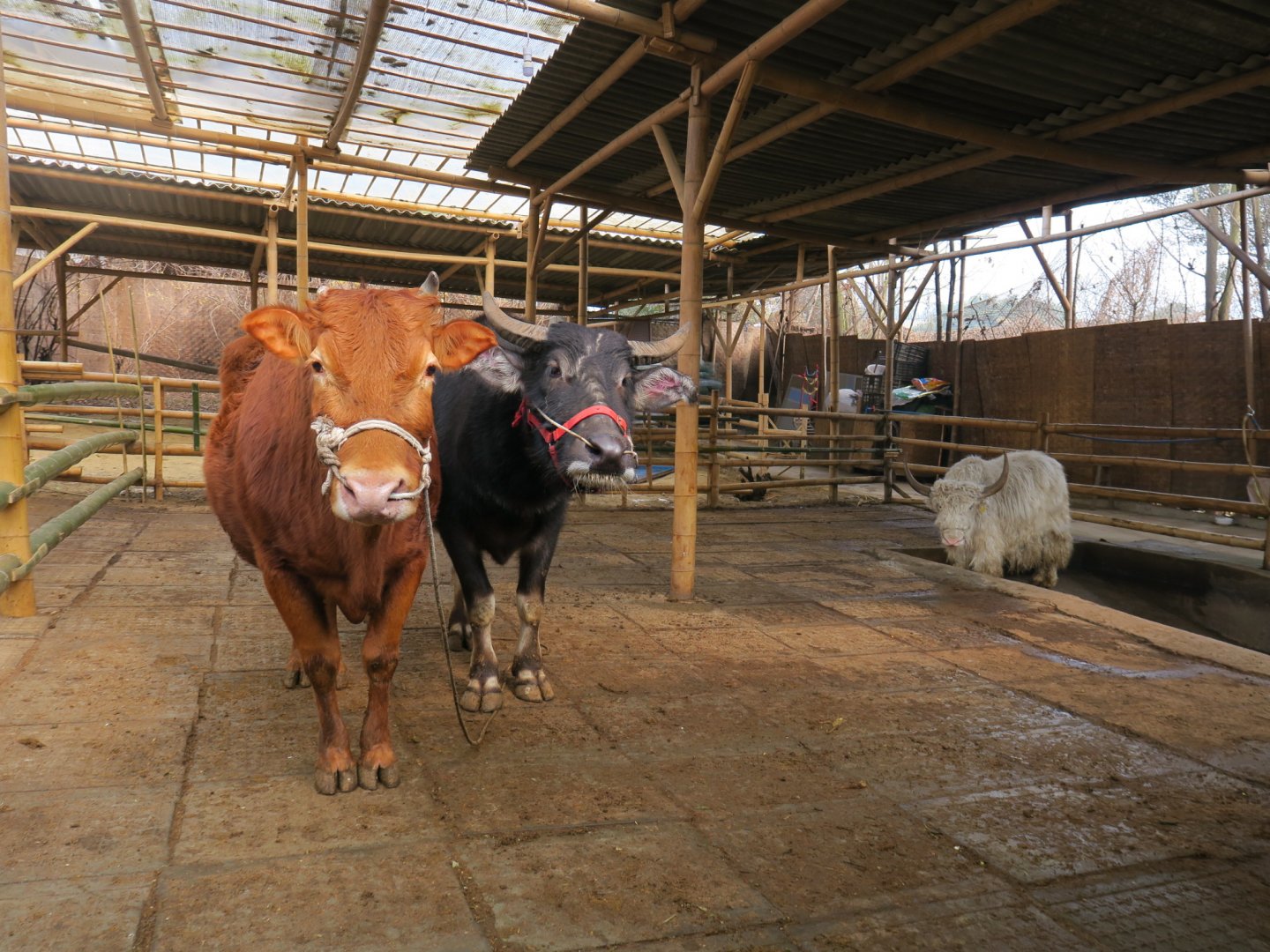 cattle, buffalo and yak