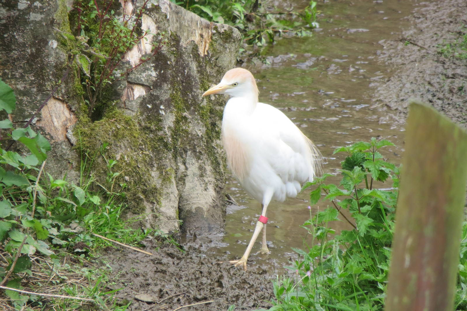 Cattle Egret 090815