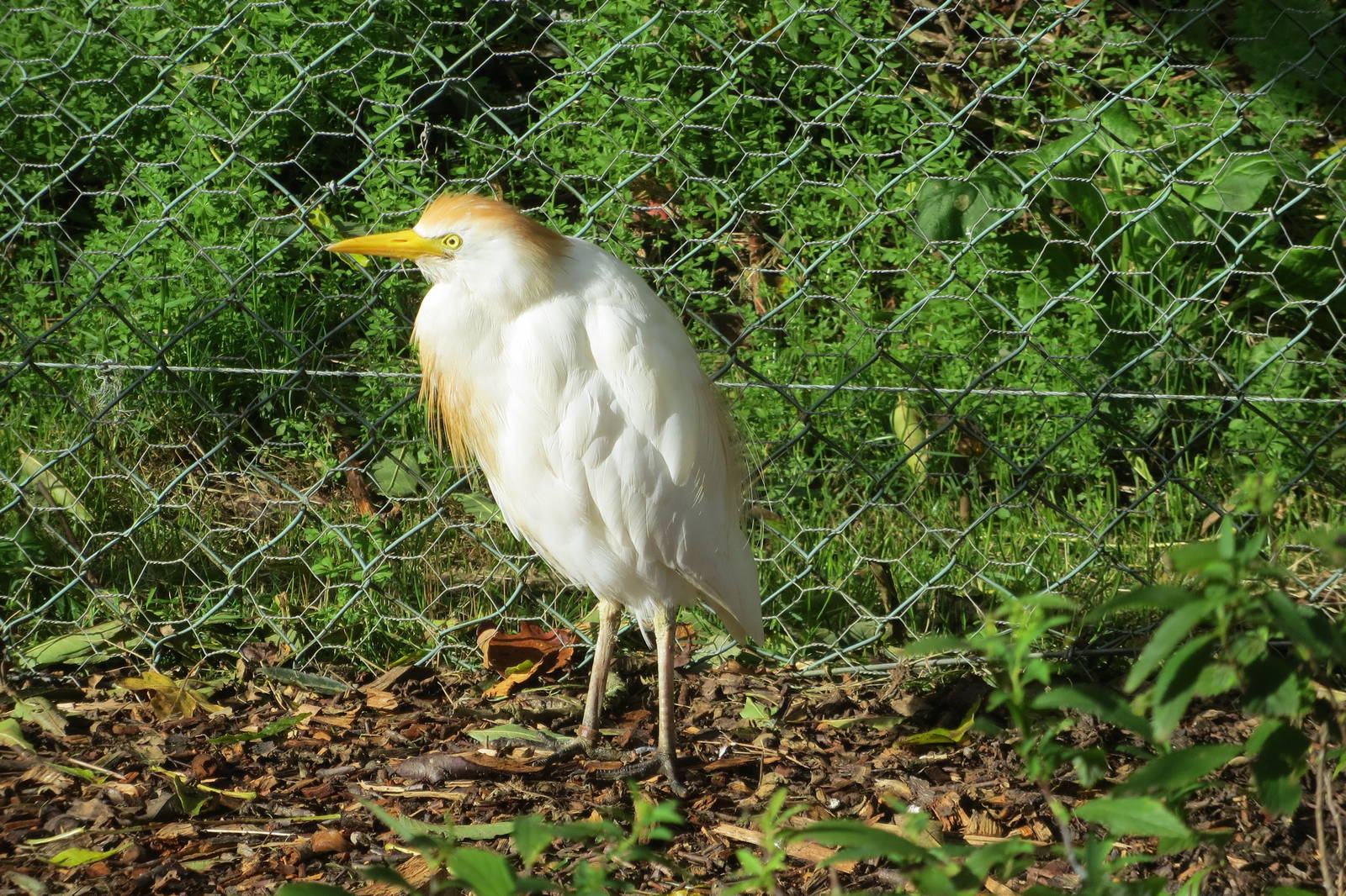 Cattle Egret 10/14