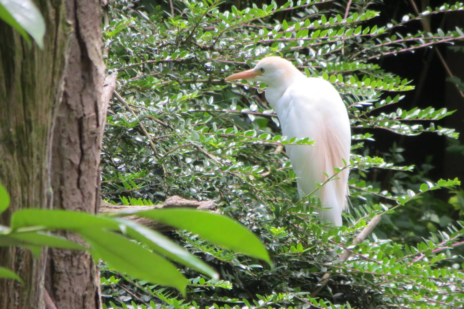 Cattle Egret 110715
