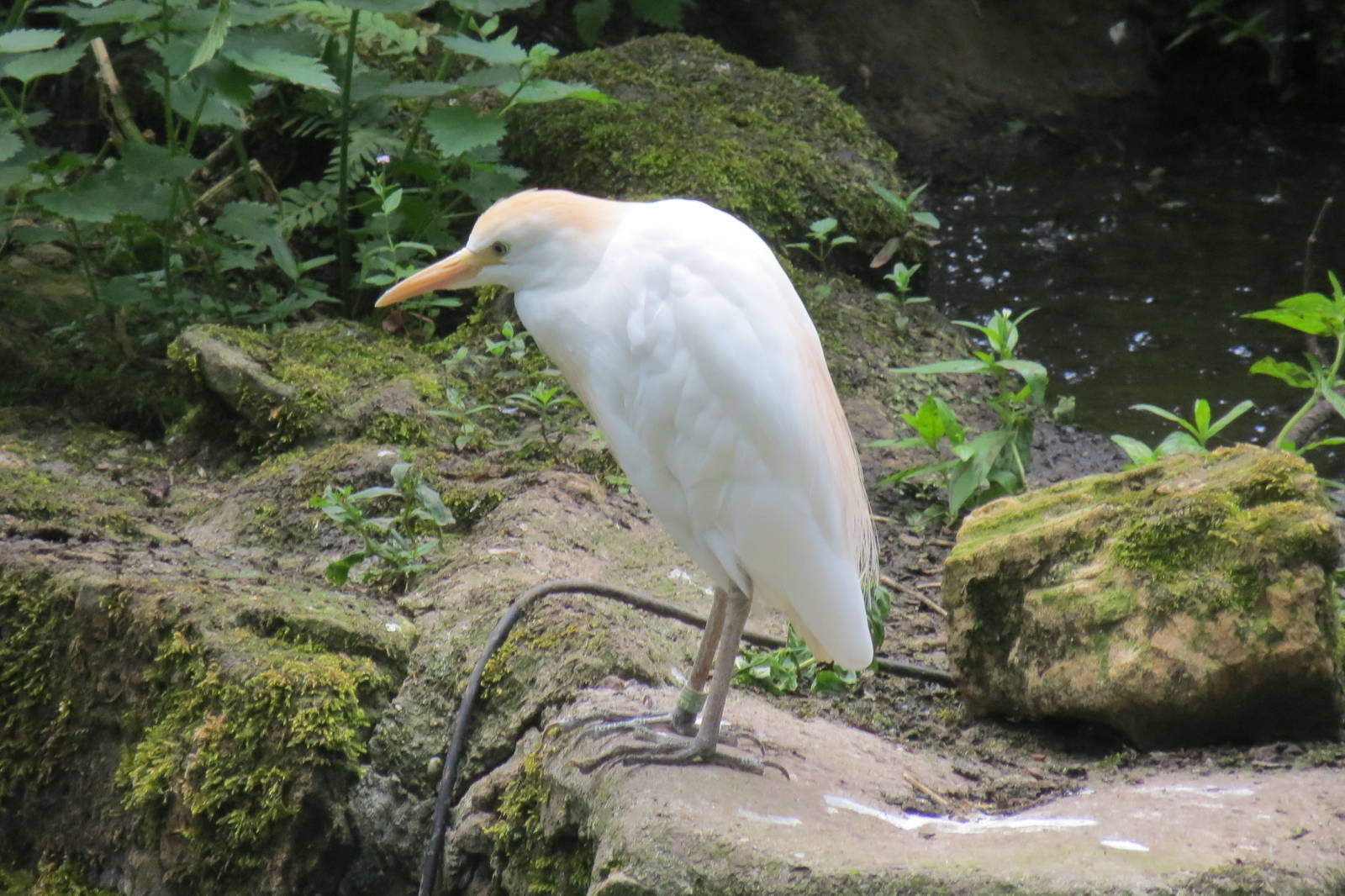 Cattle Egret 110715