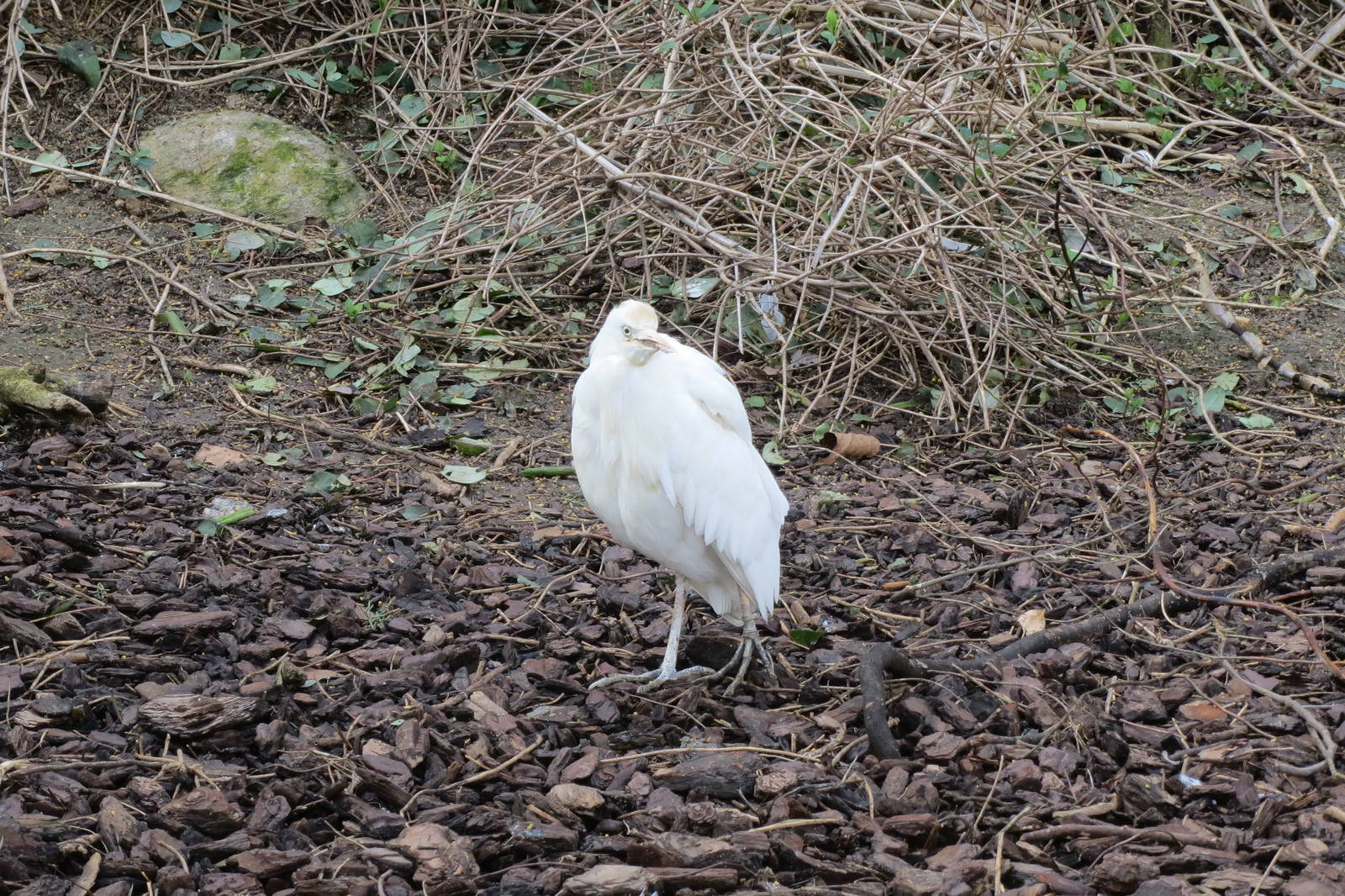 Cattle Egret 140216