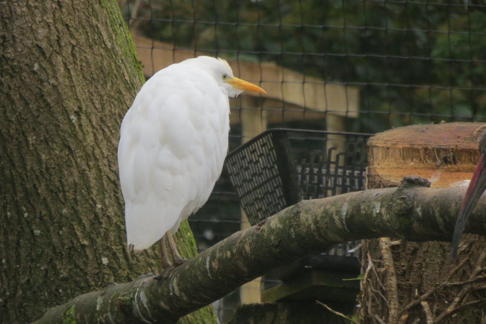 Cattle egret 170219