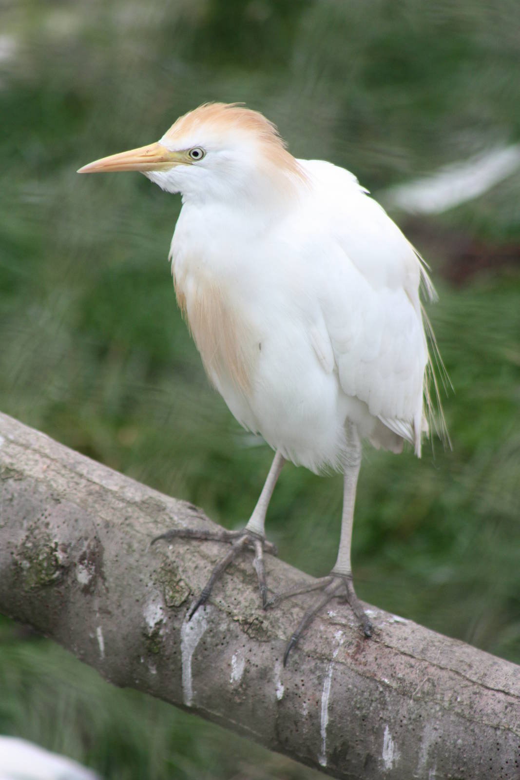 Cattle Egret, 1st September 2014