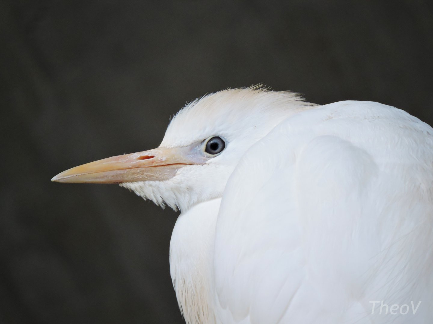 Cattle egret [2015]