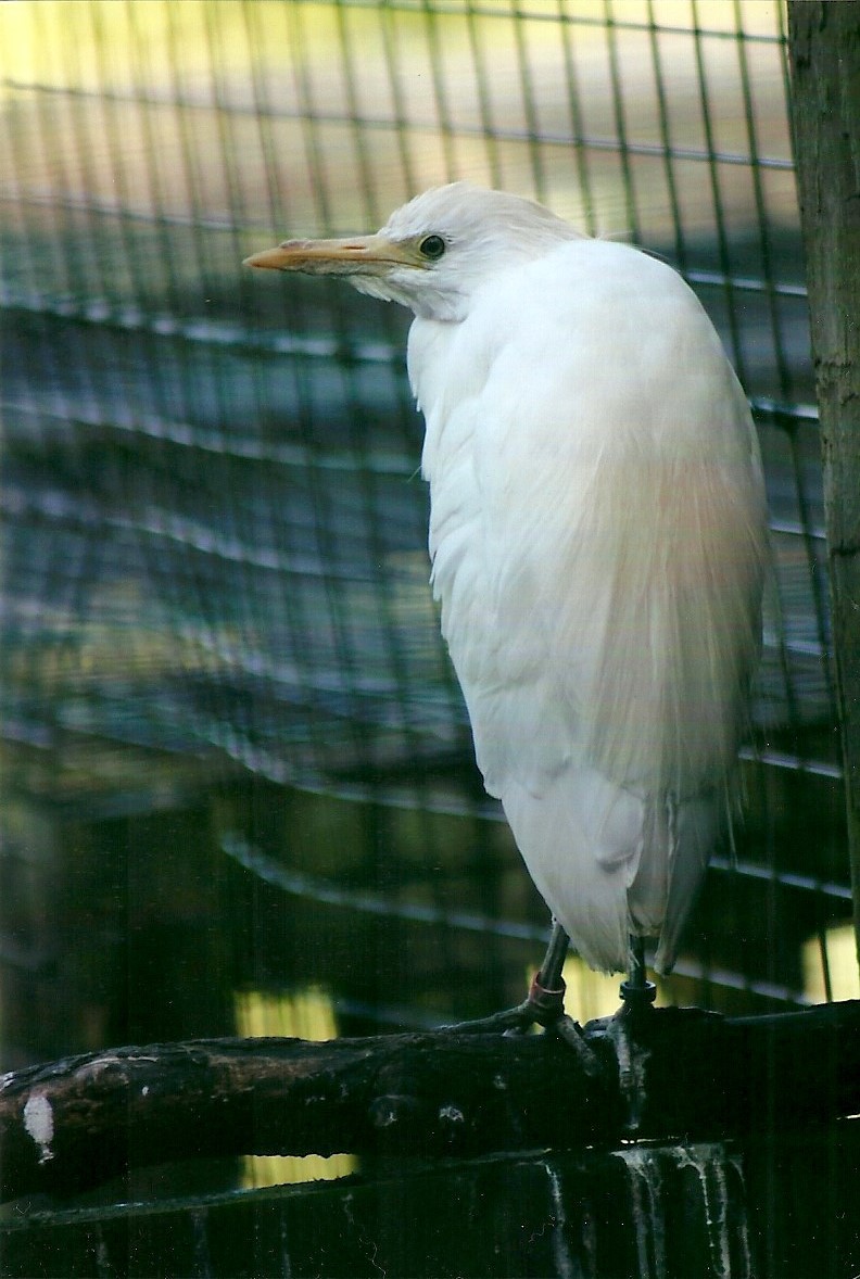 Cattle Egret 21st May 2013