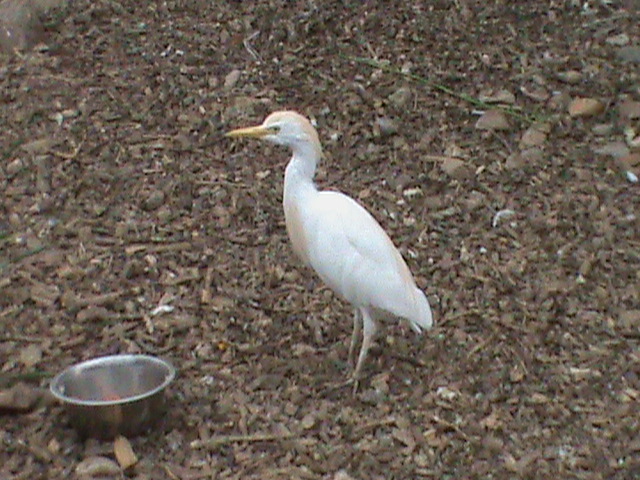Cattle egret 300411