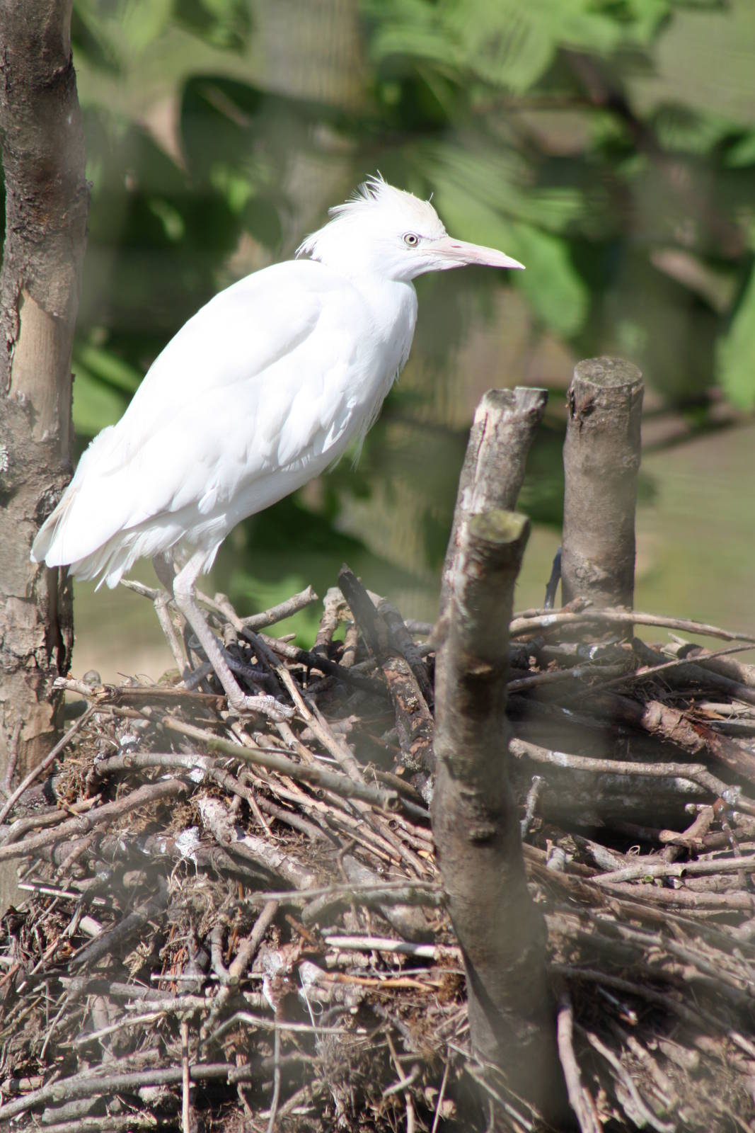 Cattle Egret, 6th May 2014