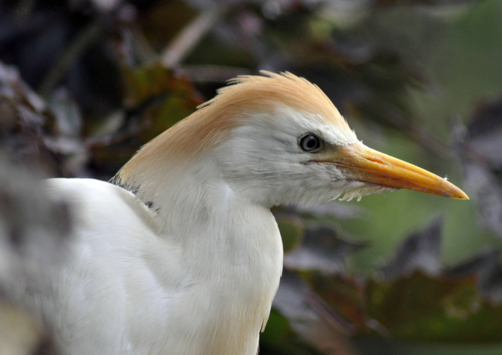 CATTLE EGRET ADULT