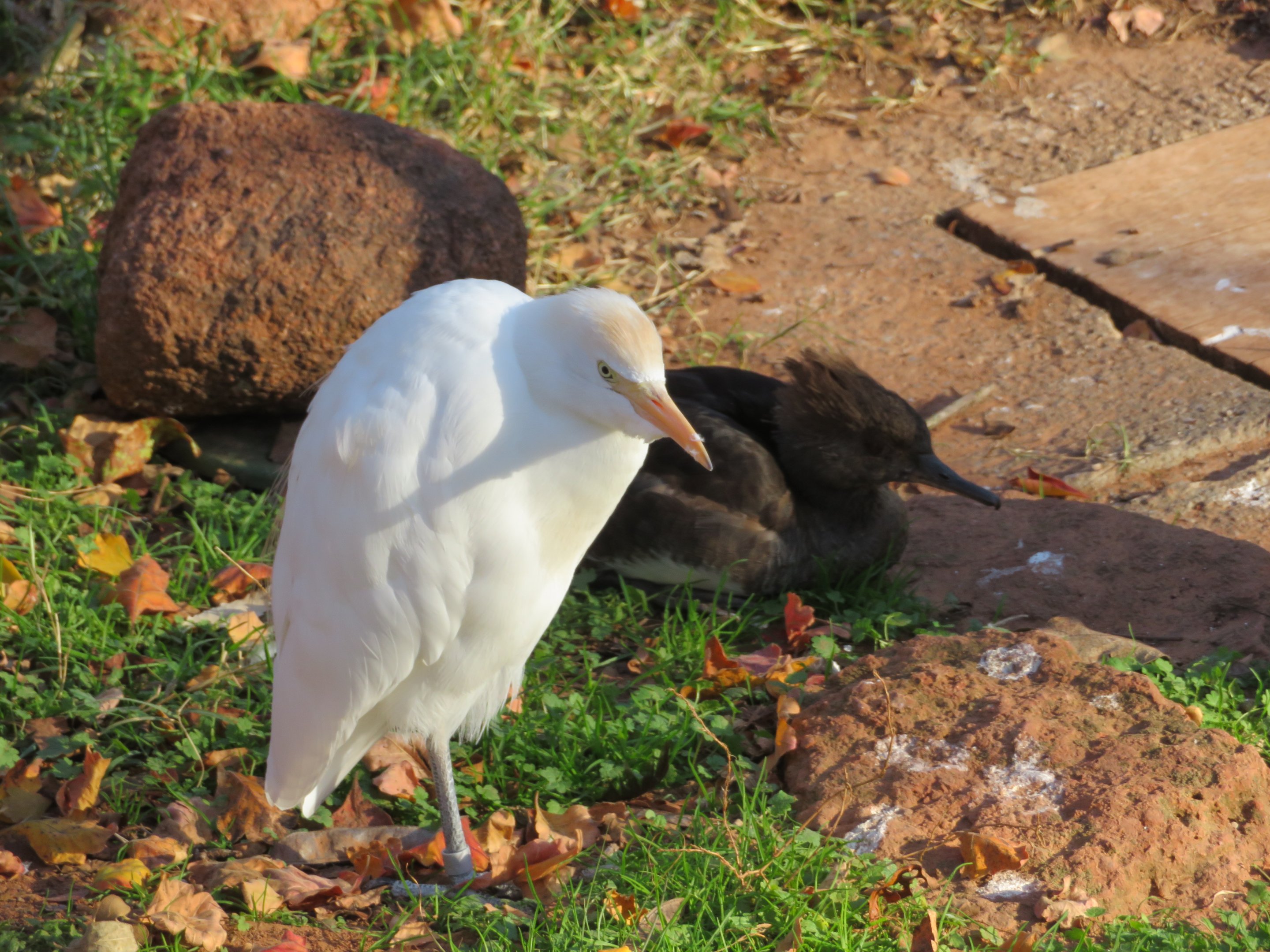 Cattle Egret and Hooded Merganser