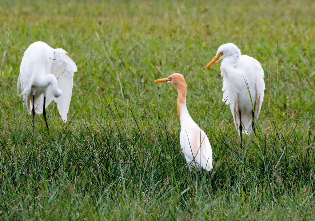 Cattle Egret and Intermediate Egrets