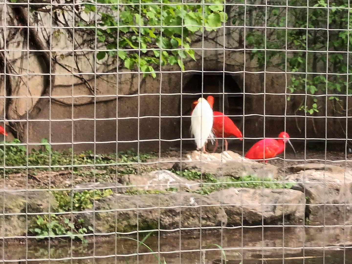 Cattle Egret and Scarlet Ibis