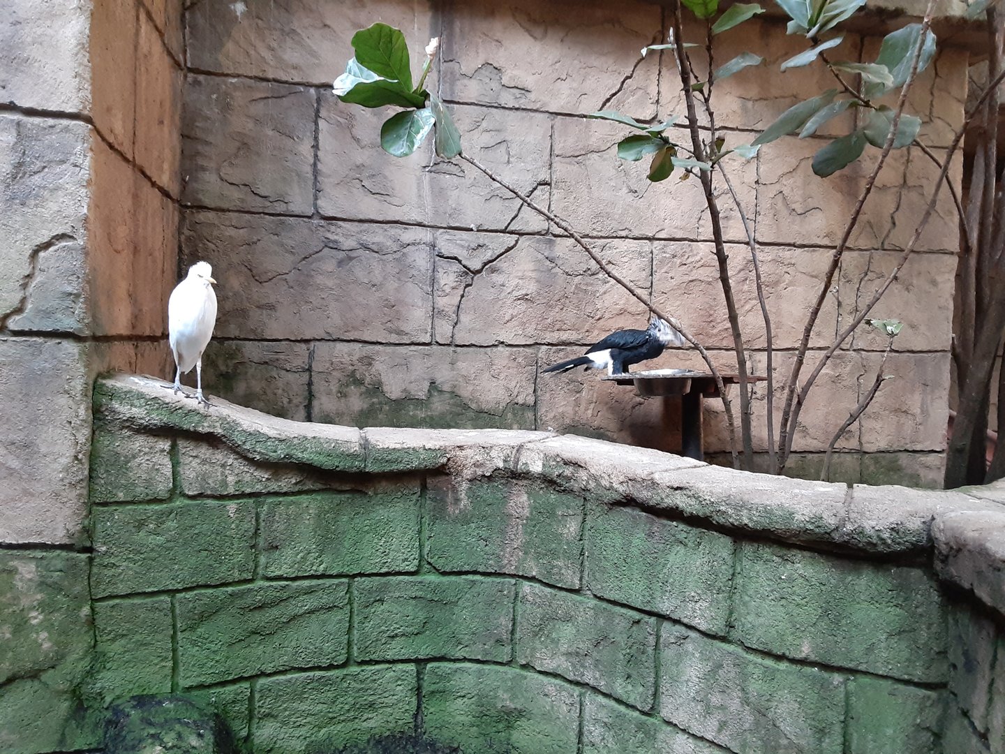Cattle Egret and Silvery-cheeked Hornbill