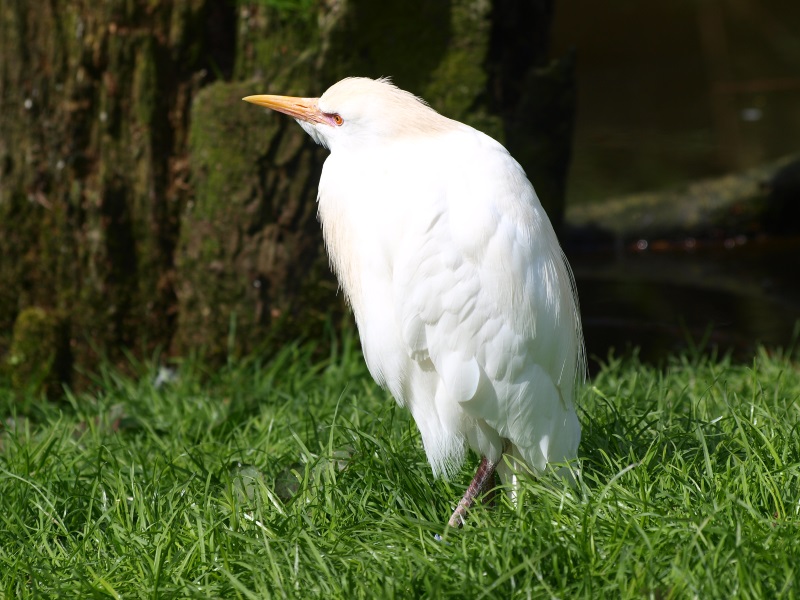Cattle egret (April 19th, 2015)