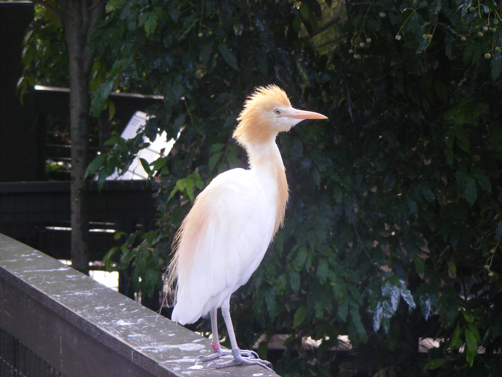 Cattle Egret - April, 2010