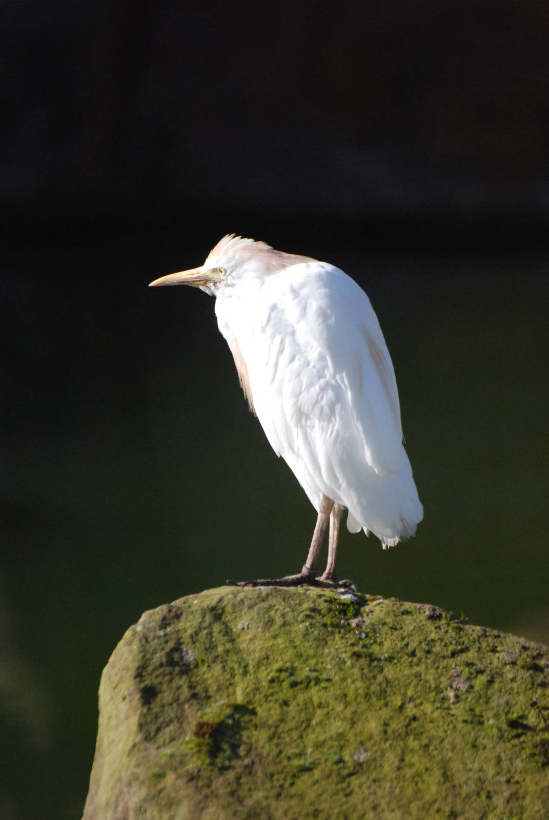 Cattle Egret at Blackbrook, 21/10/12