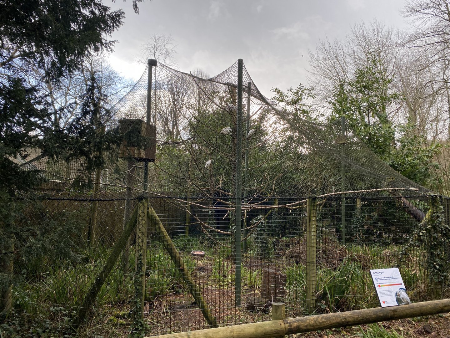 Cattle egret aviary 240222