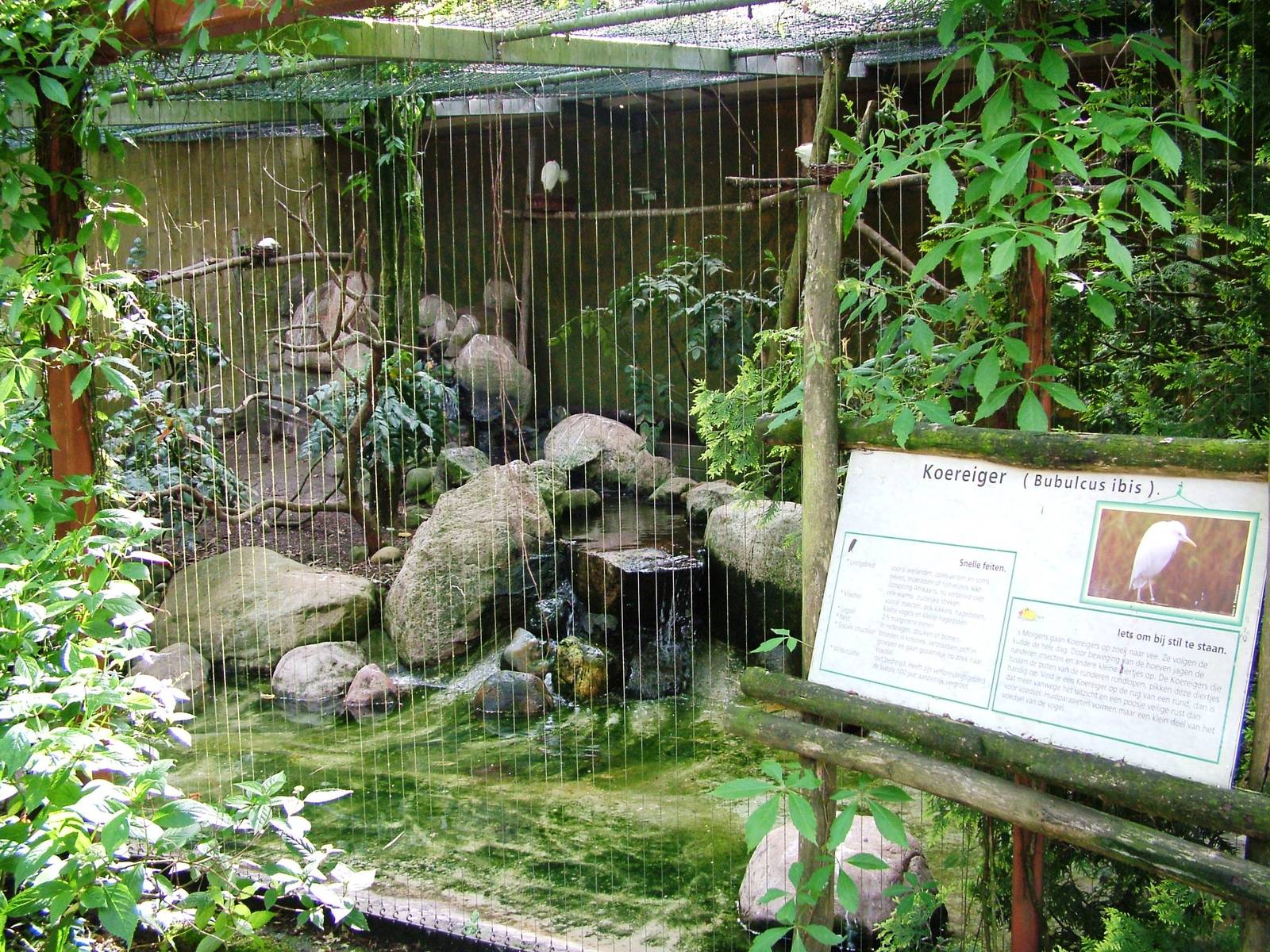Cattle Egret Aviary at Amersfoort, 01/06/12