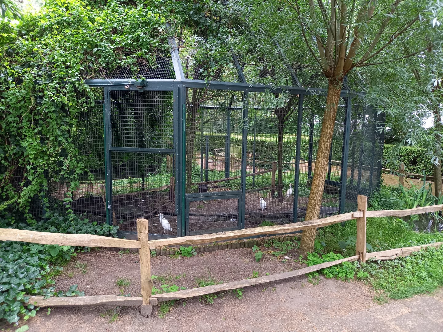 Cattle egret aviary